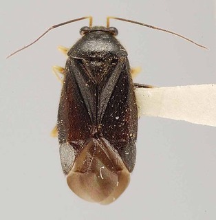 Slaterocoris hirtus, AMNH PBI00118450
