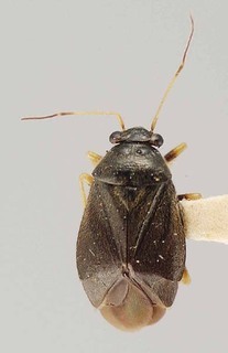 Slaterocoris hirtus, AMNH PBI00118451