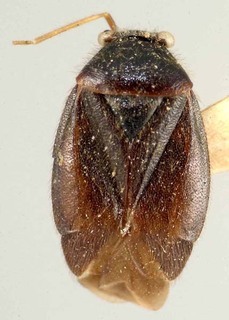 Slaterocoris mohri, AMNH PBI00122270