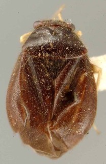Slaterocoris mohri, AMNH PBI00133400