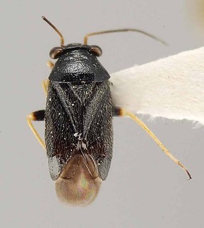 Slaterocoris pilosus, AMNH PBI00111421