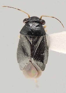 Slaterocoris pilosus, AMNH PBI00111422