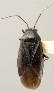 Slaterocoris punctatus, AMNH PBI00111800