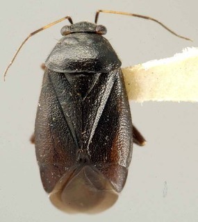 Slaterocoris punctatus, AMNH PBI00111818