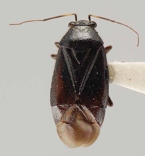 Slaterocoris punctatus, AMNH PBI00118445