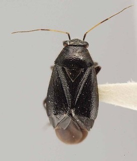 Slaterocoris punctatus, AMNH PBI00118446
