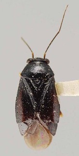 Slaterocoris solidaginis, AMNH PBI00119281