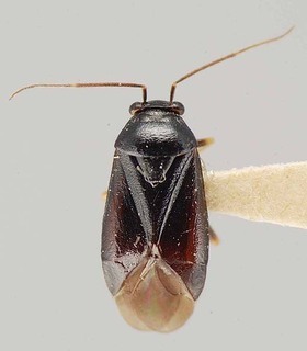 Slaterocoris stygicus, AMNH PBI00118455