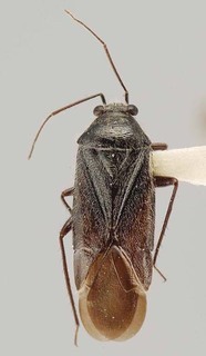 Slaterocoris tanydexios, AMNH PBI00118429