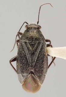 Slaterocoris tanydexios, AMNH PBI00118430