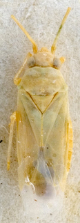 Taeniophorus hyalinus, AMNH PBI00145681