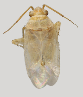 Wallabicoris cassisi, AMNH PBI00133136