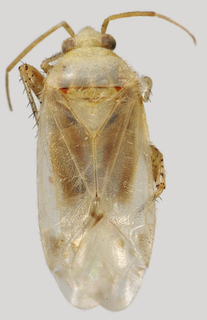 Wallabicoris dicrastyli, AMNH PBI00135692