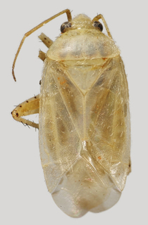 Wallabicoris dicrastyli, AMNH PBI00135707