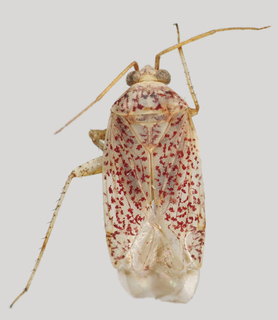 Wallabicoris ellae, AMNH PBI00133268