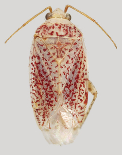 Wallabicoris ellae, AMNH PBI00136247