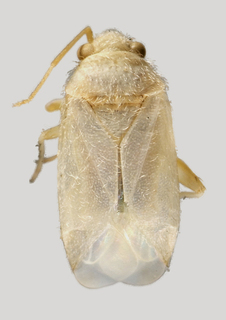 Wallabicoris lachnostachyos, AMNH PBI00136086
