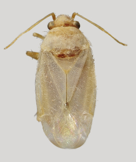 Wallabicoris lachnostachyos, AMNH PBI00136123