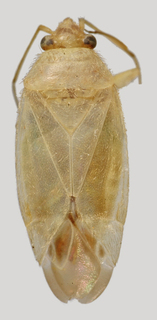 Wallabicoris newcastelii, AMNH PBI00133324