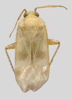 Wallabicoris ozothamni, AMNH PBI00132968