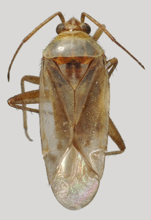 Wallabicoris pityrodii, AMNH PBI00129641