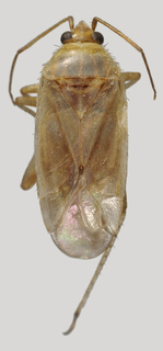 Wallabicoris pityrodii, AMNH PBI00129671