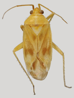 Wallabicoris rutidosi, AMNH PBI00130253