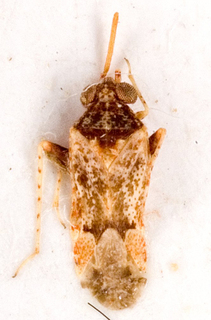 Atomophora macrophthalma, AMNH PBI00146782