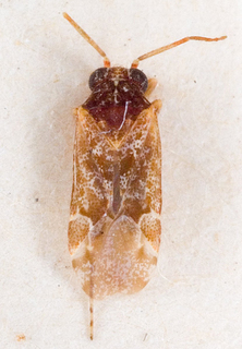 Atomophora maculosa, AMNH PBI00147168