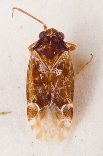 Atomophora maculosa, AMNH PBI00147174