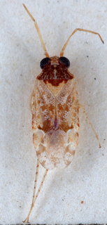 Atomophora oculata, AMNH PBI00147399