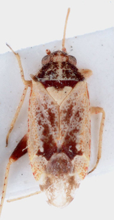 Atomophora pentheus, AMNH PBI00146771