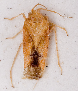 Camptotylidea alhagii, AMNH PBI00146376