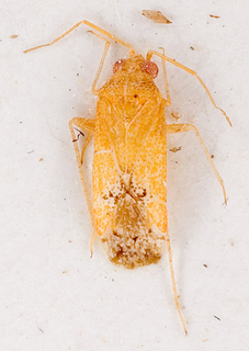 Camptotylidea alhagii, AMNH PBI00146377