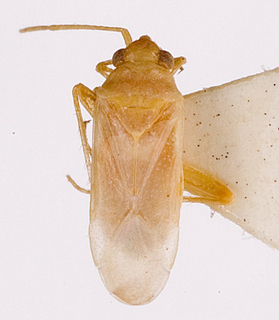 Camptotylidea astarte, AMNH PBI00146337