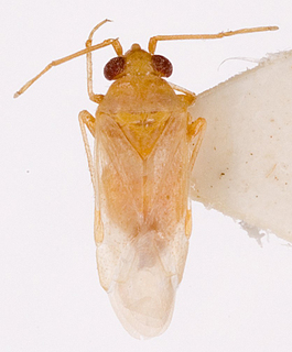 Camptotylidea astarte, AMNH PBI00146352
