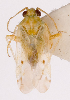 Camptotylidea bipunctata, AMNH PBI00146275