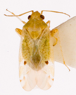 Camptotylidea bipunctata, AMNH PBI00146277