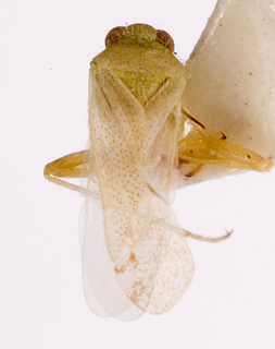 Camptotylidea bucharica, AMNH PBI00146862