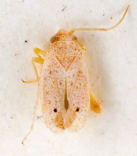 Camptotylidea eremobium, AMNH PBI00146741