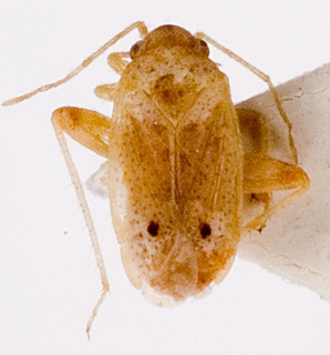 Camptotylidea eremobium, AMNH PBI00146826