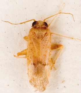 Camptotylidea flavescens, AMNH PBI00146445