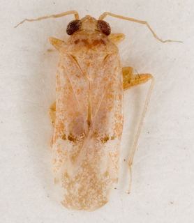 Camptotylidea flavescens, AMNH PBI00146475