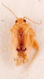 Camptotylidea flavida, AMNH PBI00146175