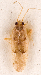 Camptotylidea fuscomaculata, AMNH PBI00146735