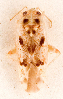 Camptotylidea fuscomaculata, AMNH PBI00146746