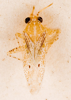 Camptotylidea lineata, AMNH PBI00146256