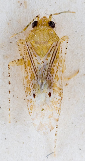 Camptotylidea lineata, AMNH PBI00146257