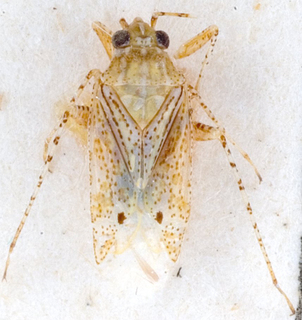 Camptotylidea lineata, AMNH PBI00146262