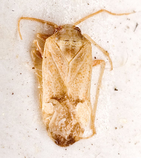 Camptotylidea modesta, AMNH PBI00146369